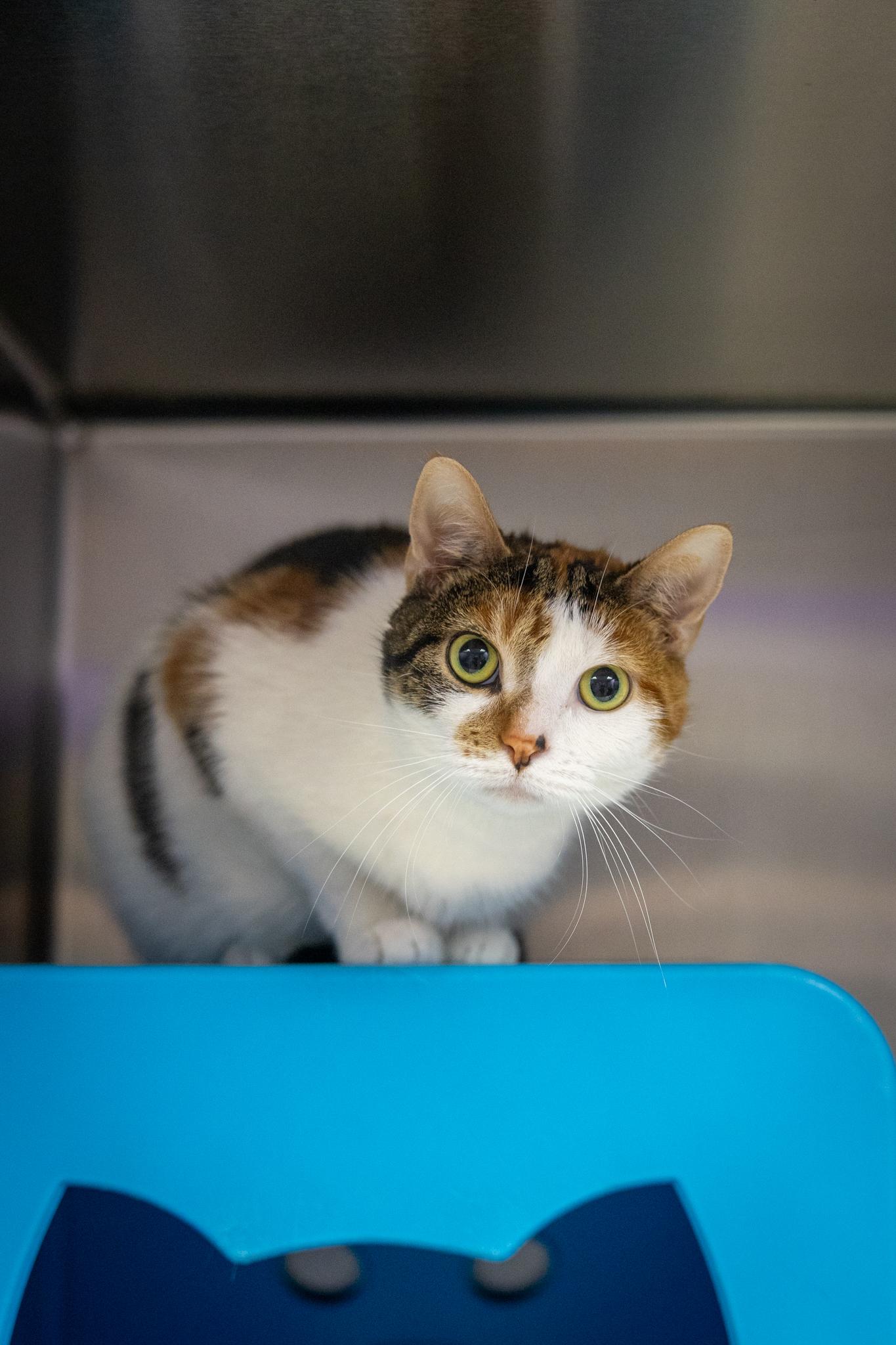 Enlarge Youfie, a ADOPTABLE Domestic Short Hair in Hamilton, ON image 1/5