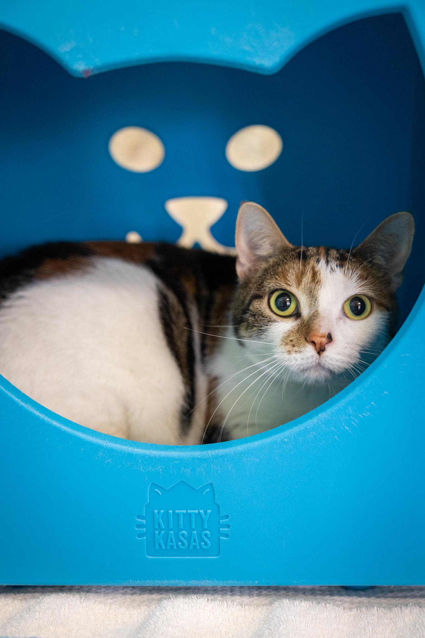 Enlarge Youfie, a ADOPTABLE Domestic Short Hair in Hamilton, ON image 5/5