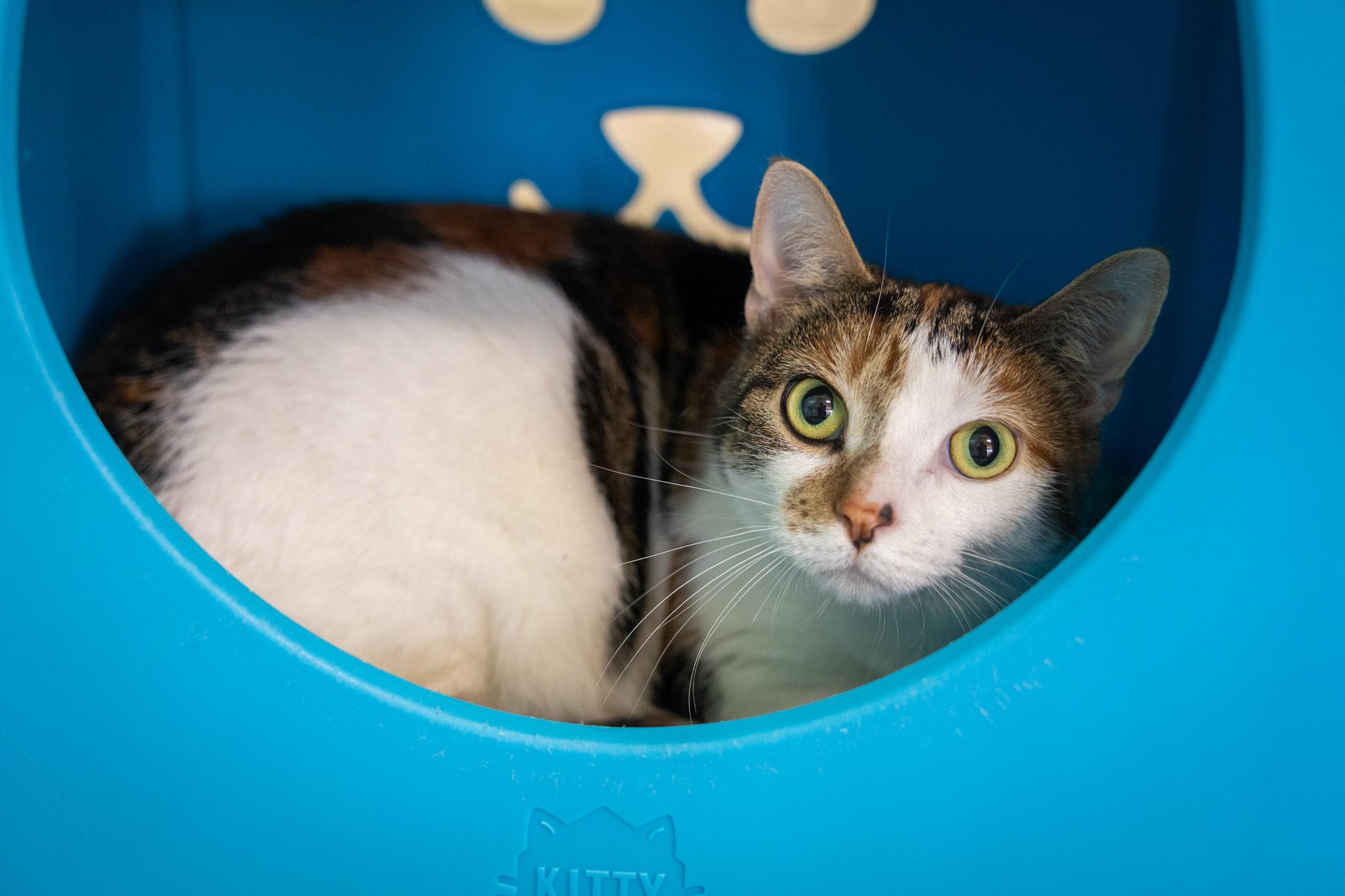Enlarge Youfie, a ADOPTABLE Domestic Short Hair in Hamilton, ON image 2/5