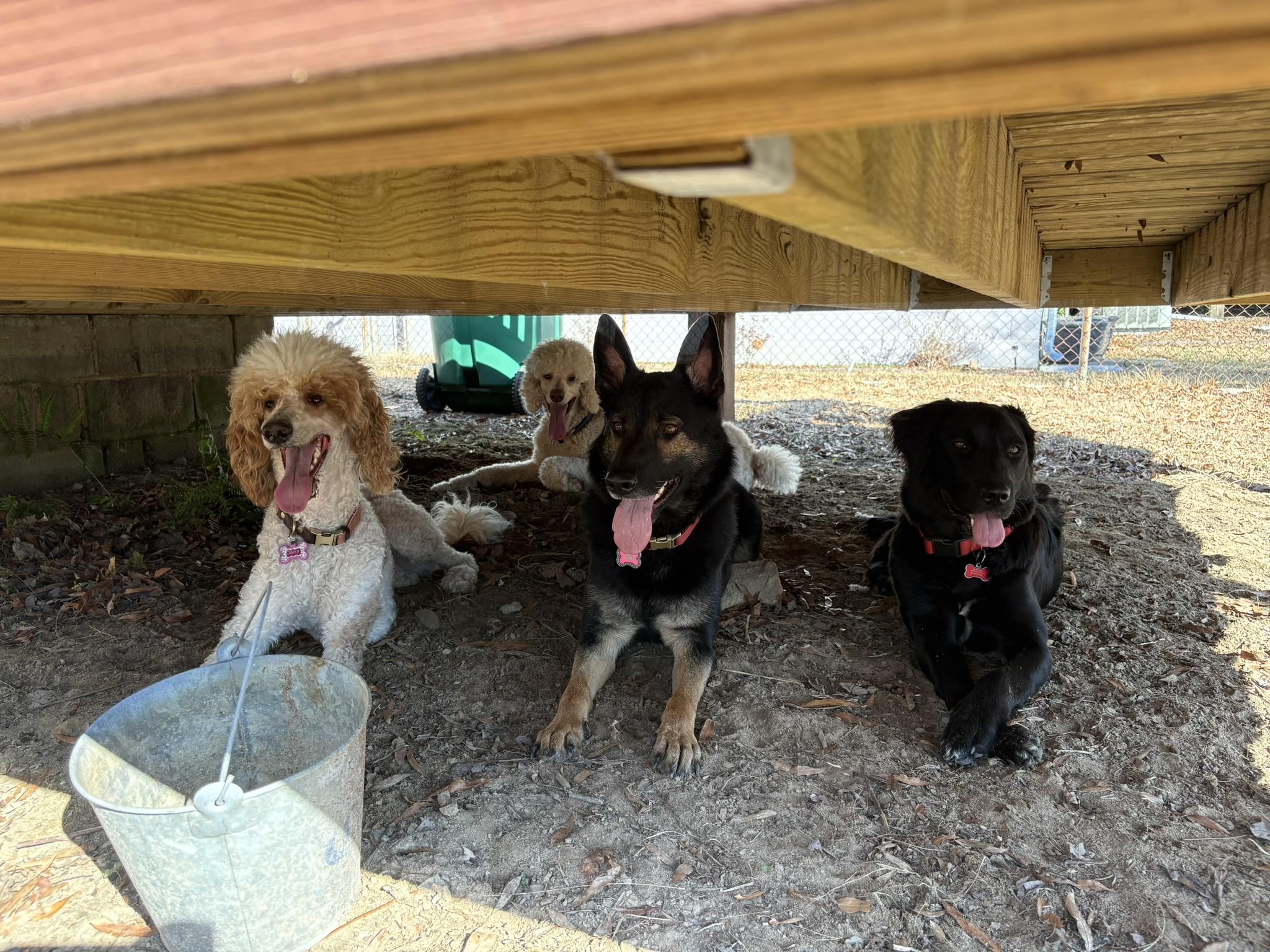 Enlarge Lillie (in foster), an adoptable mixed breed in Petersburg, VA image 3/5