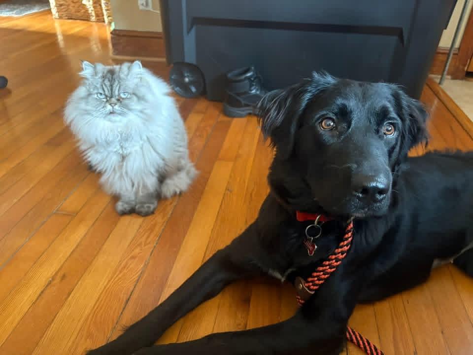 Enlarge Lillie (in foster), an adoptable mixed breed in Petersburg, VA image 2/5