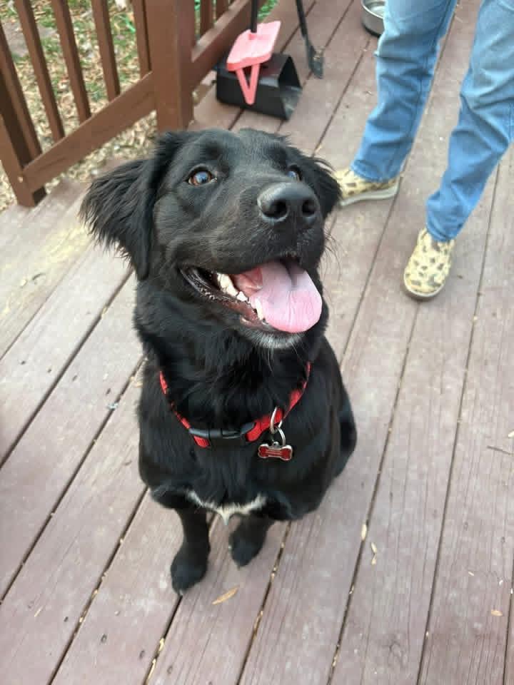 Lillie (in foster), adoptable, Puppy Female Black Labrador Retriever.