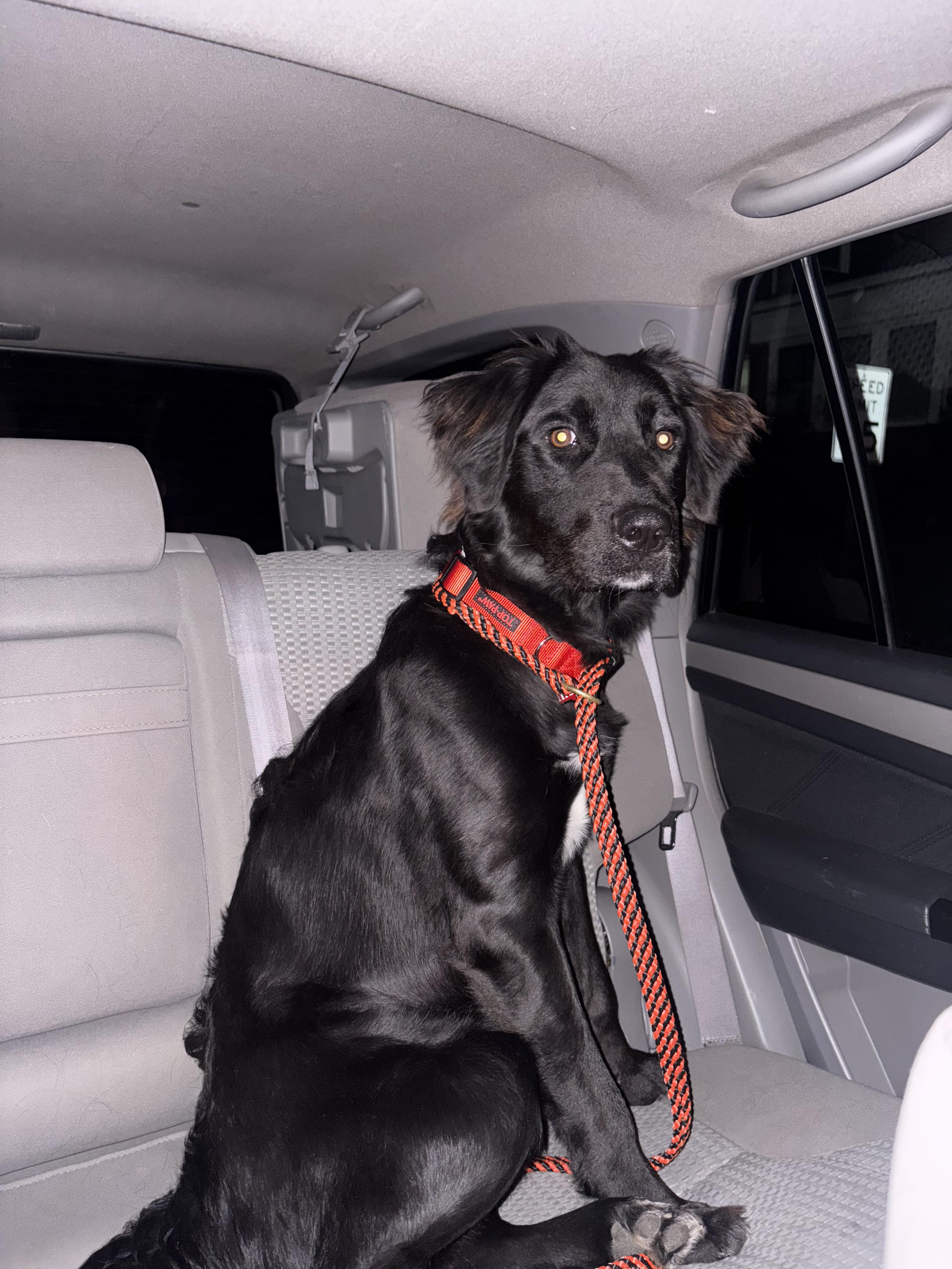 Enlarge Lillie (in foster), an adoptable mixed breed in Petersburg, VA image 4/5