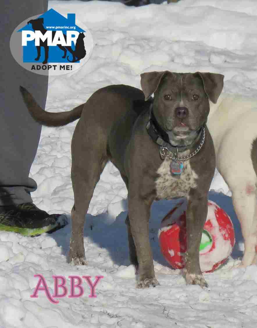 Abby, ADOPTABLE, Senior Female Pit Bull Terrier.