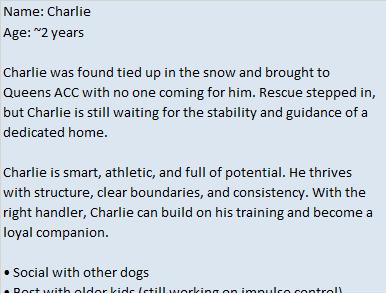 Enlarge Abby, a ADOPTABLE mixed breed in Binghamton, NY image 2/3