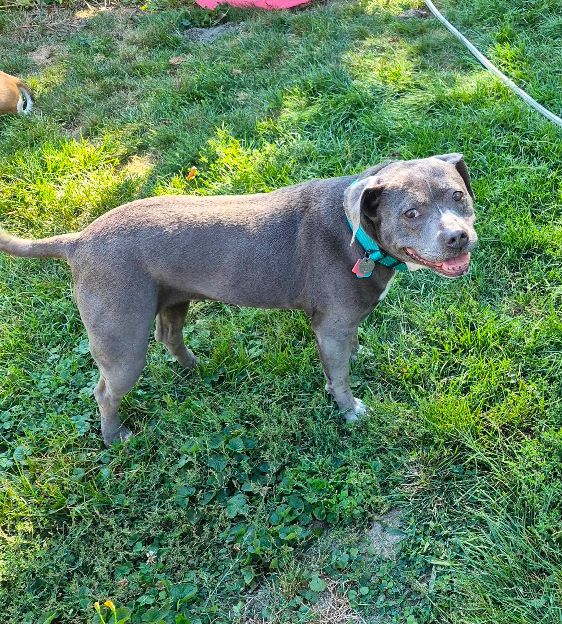 Enlarge Abby, a Adoptable mixed breed in Gardiner, ME image 3/5