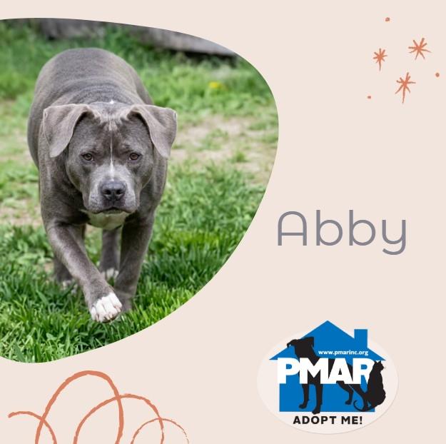 Abby, a ADOPTABLE mixed breed in Gardiner, ME image 1/3