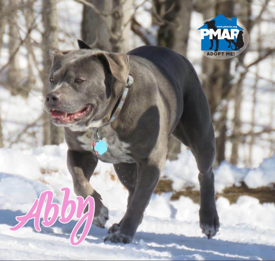 Enlarge Abby, a ADOPTABLE mixed breed in Gardiner, ME image 1/2