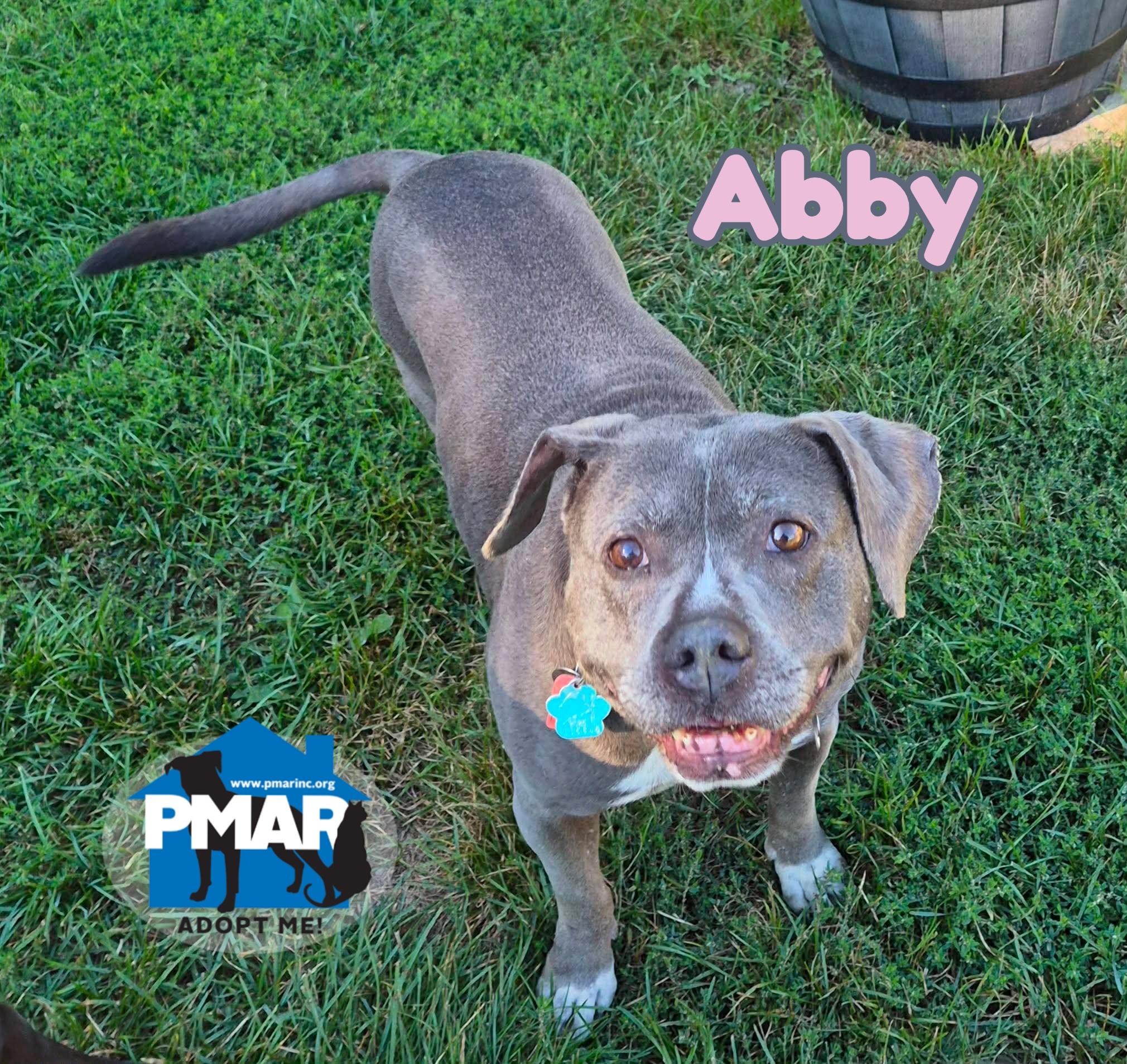 Enlarge Abby, a Adoptable mixed breed in Gardiner, ME image 1/5