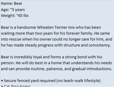 Enlarge Abby, a ADOPTABLE mixed breed in Binghamton, NY image 3/3