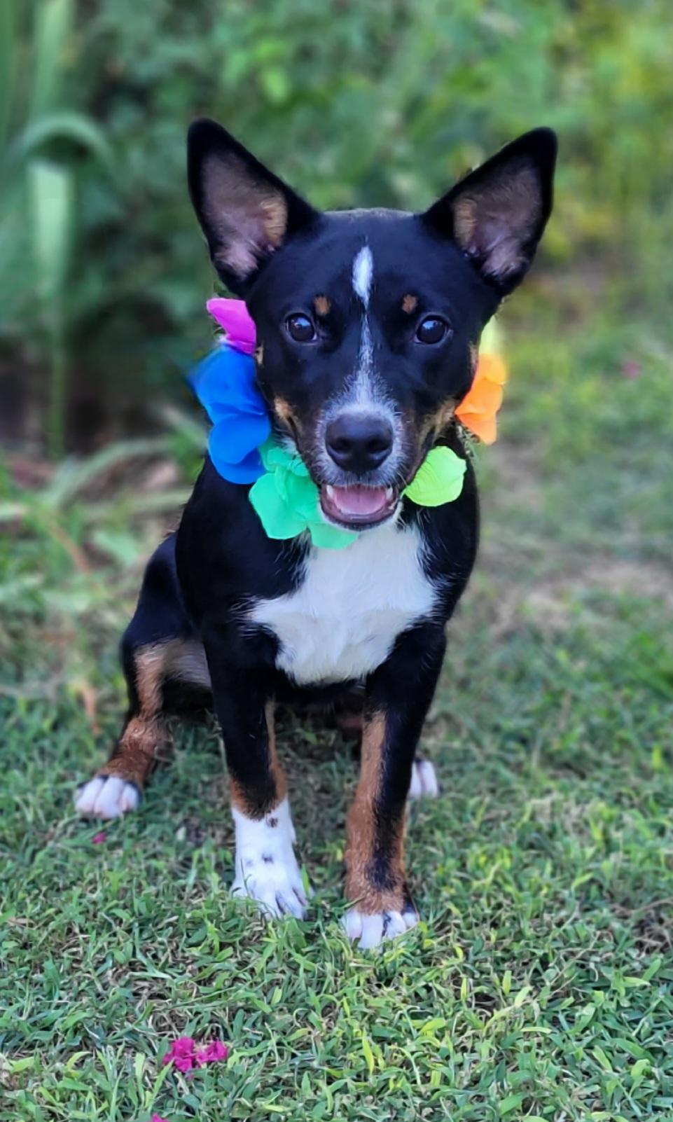 Bubbles, Adoptable, Young Female Australian Kelpie.