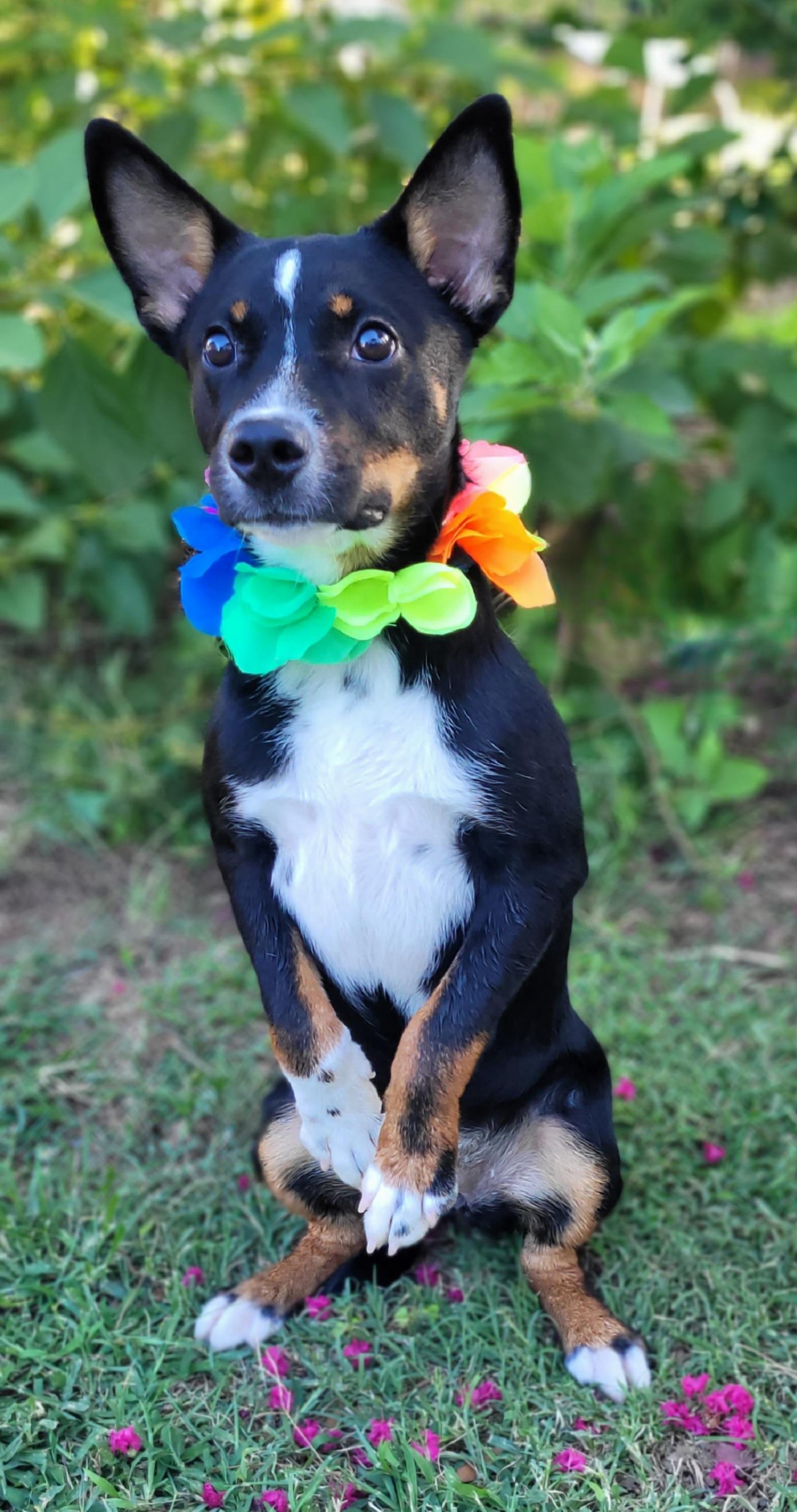 Enlarge Bubbles, a Adoptable mixed breed in Vernon, TX image 2/2