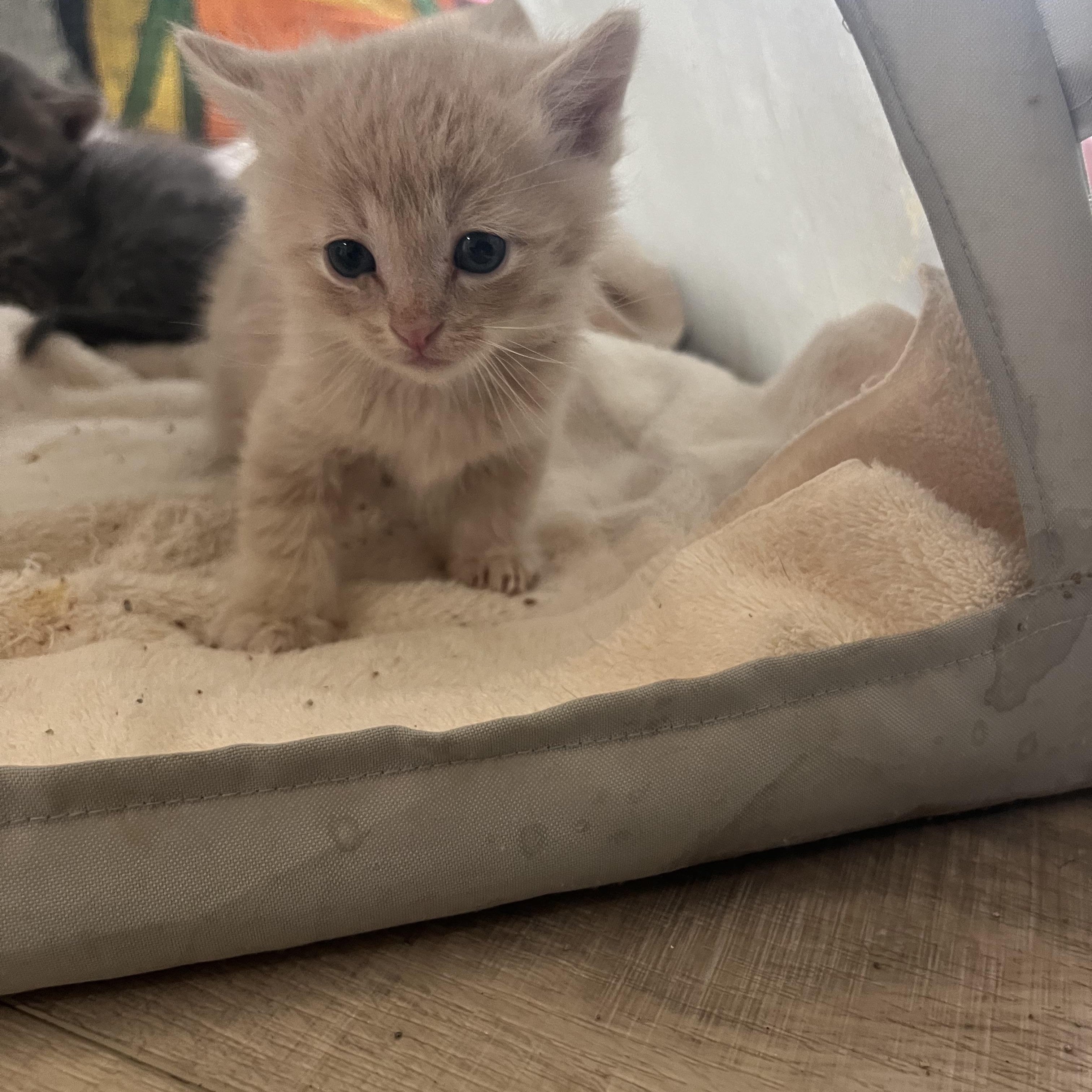 Toffee, Adoptable, Kitten Male Domestic Short Hair.