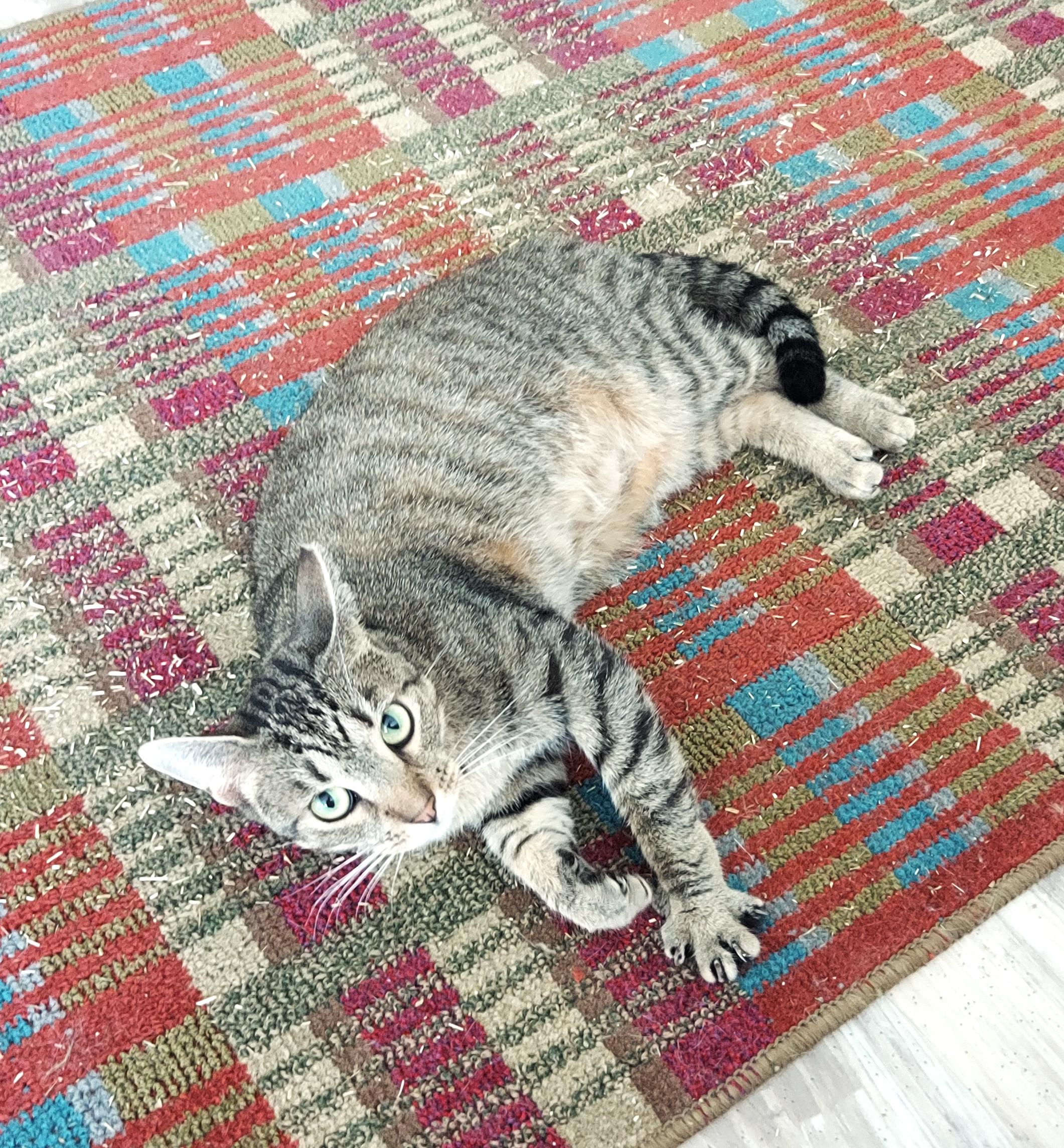 Enlarge Sadie - The Incredible SOCIAL SWEETHEART, a Adoptable mixed breed in Centreville, VA image 2/5