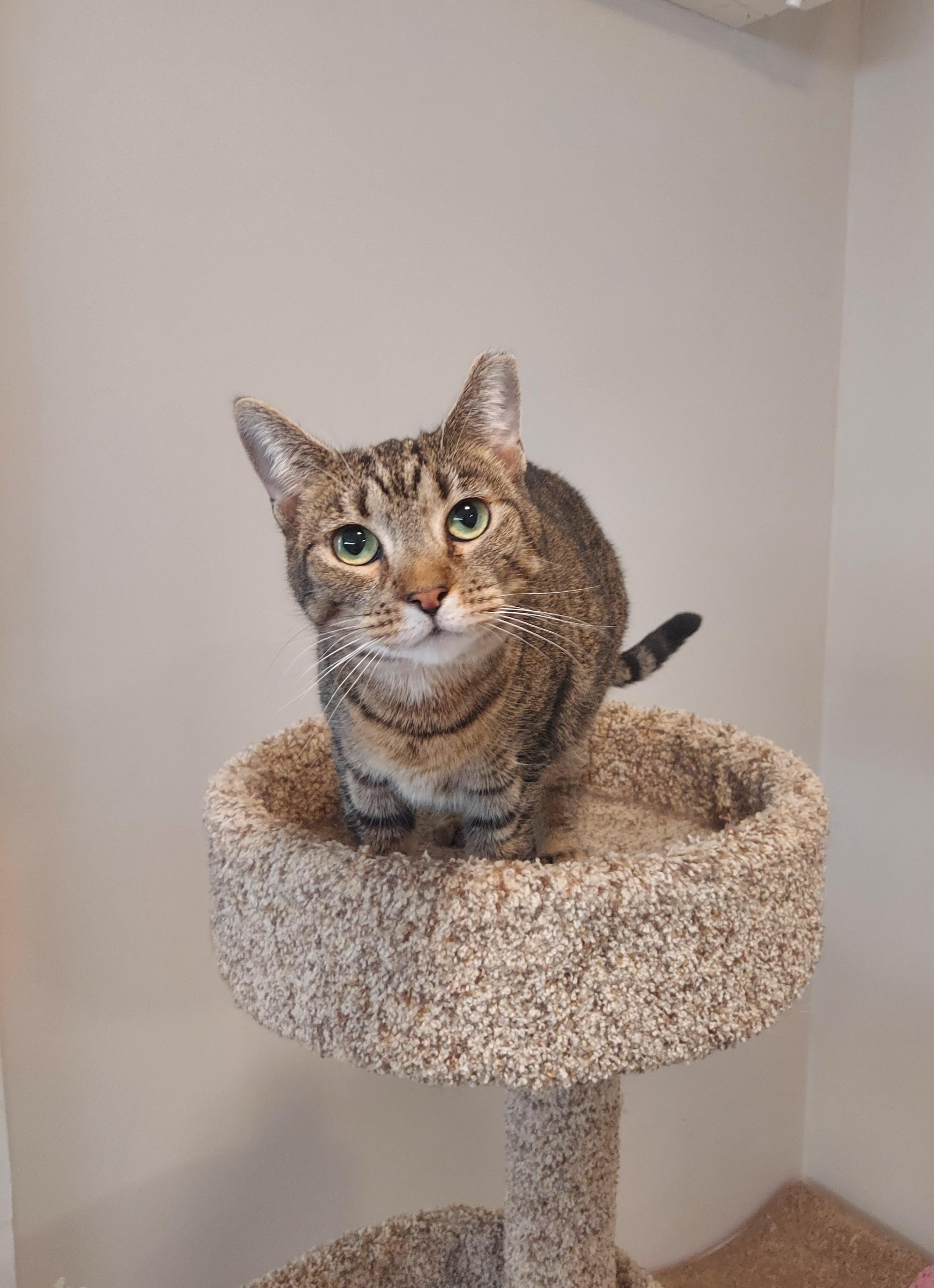 Enlarge Sadie - The Incredible SOCIAL SWEETHEART, a Adoptable mixed breed in Centreville, VA image 1/5