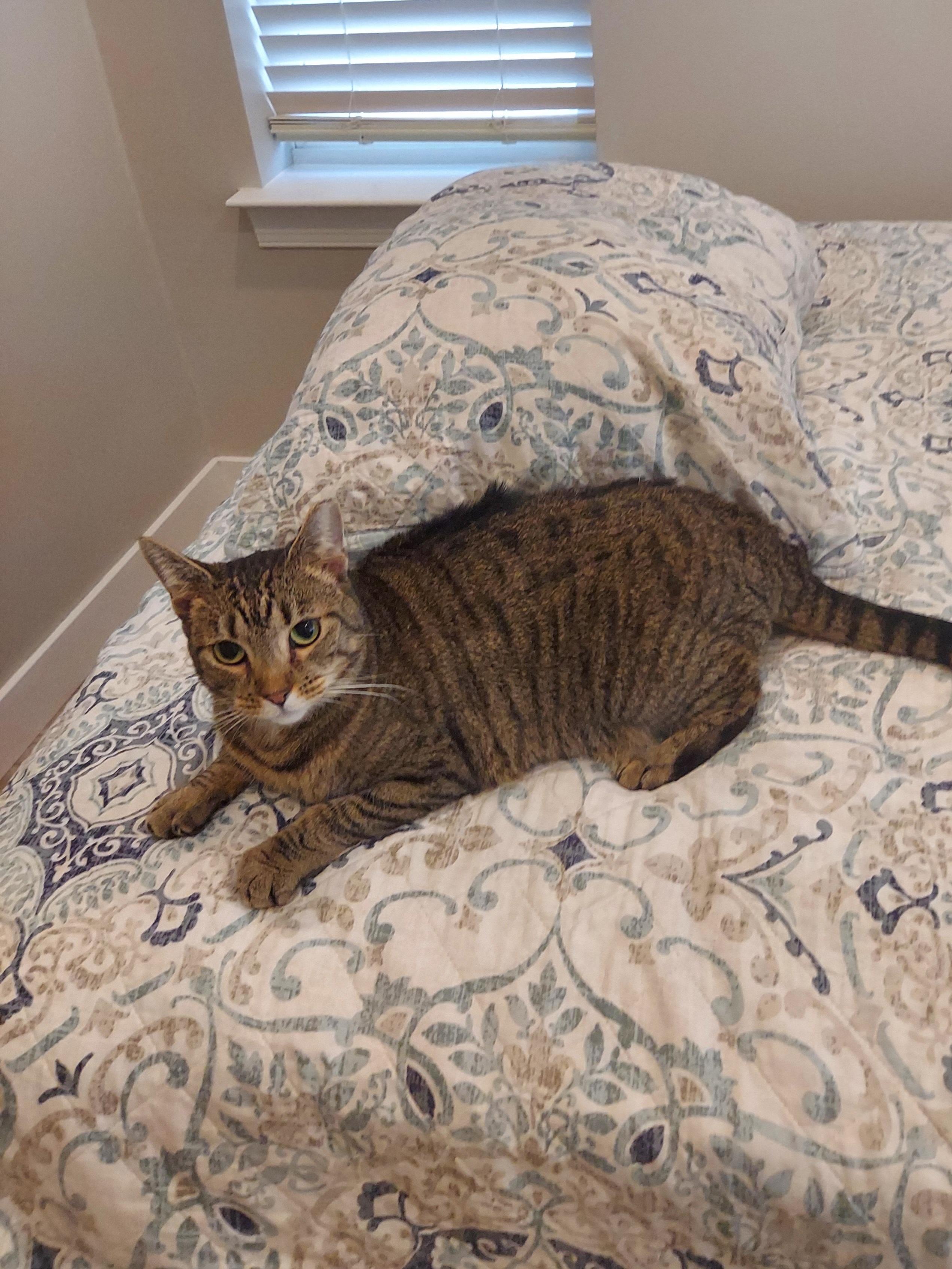 Sadie - The Incredible SOCIAL SWEETHEART, Adoptable, Young Female Tabby & Domestic Short Hair.