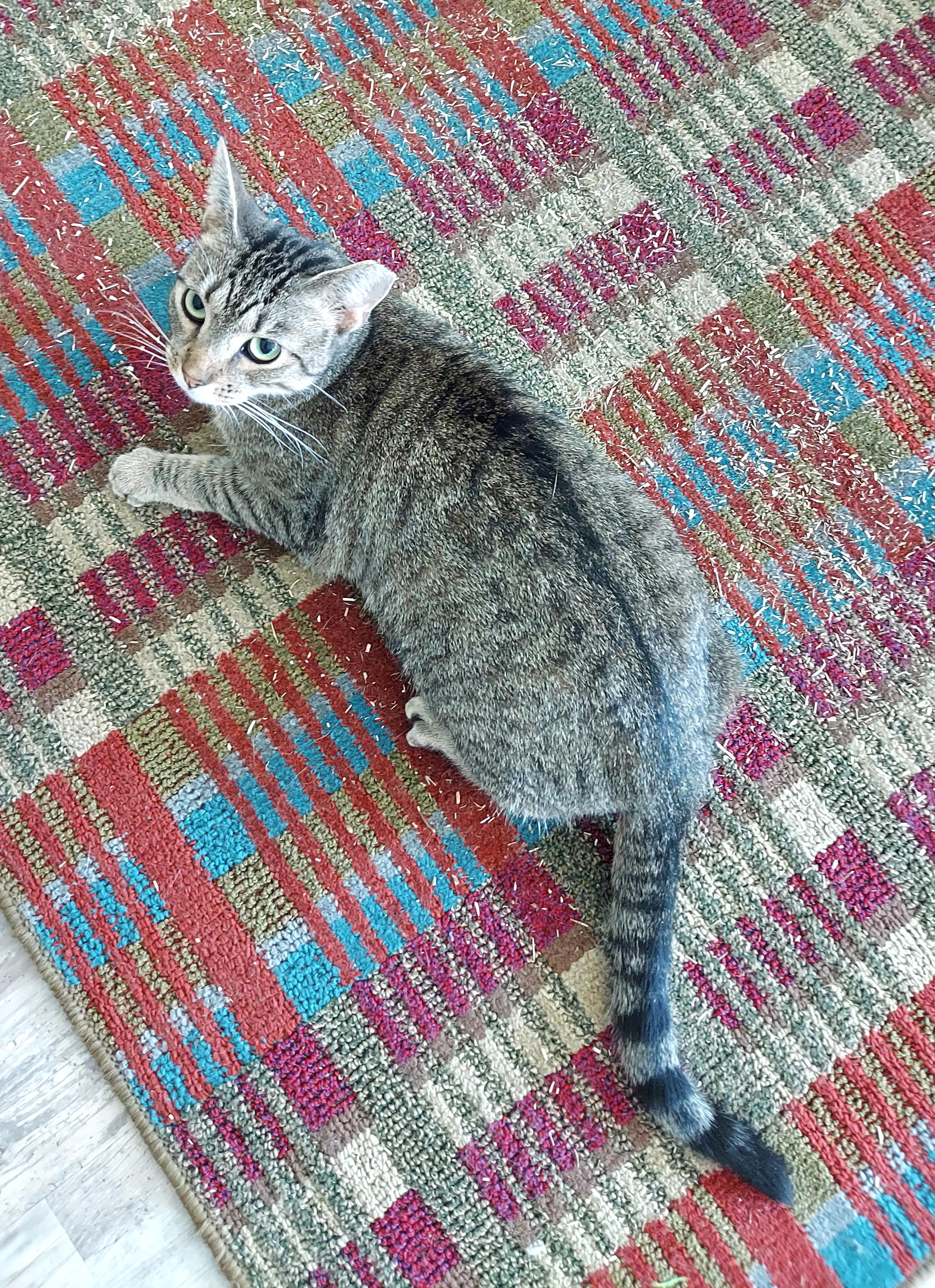 Enlarge Sadie - The Incredible SOCIAL SWEETHEART, a Adoptable mixed breed in Centreville, VA image 3/5