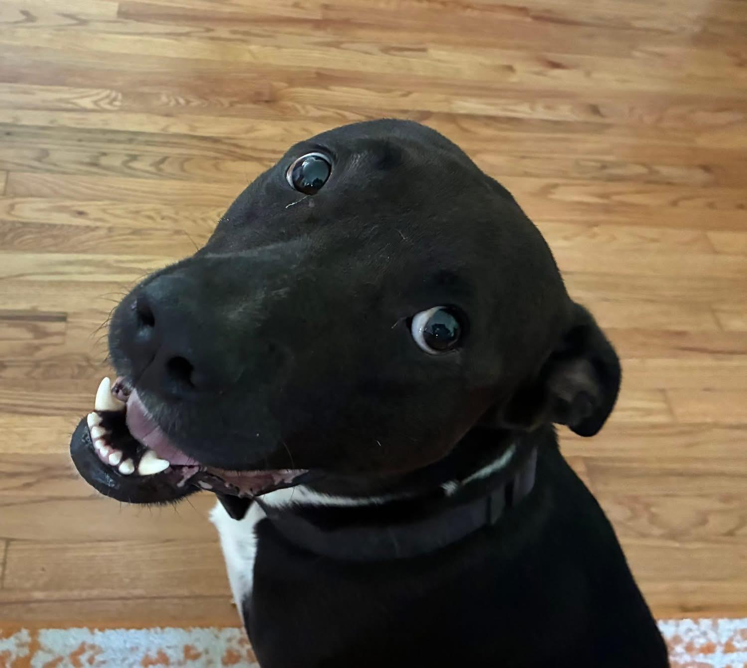 Nash, a ADOPTABLE mixed breed in Southlake, TX image 4/6
