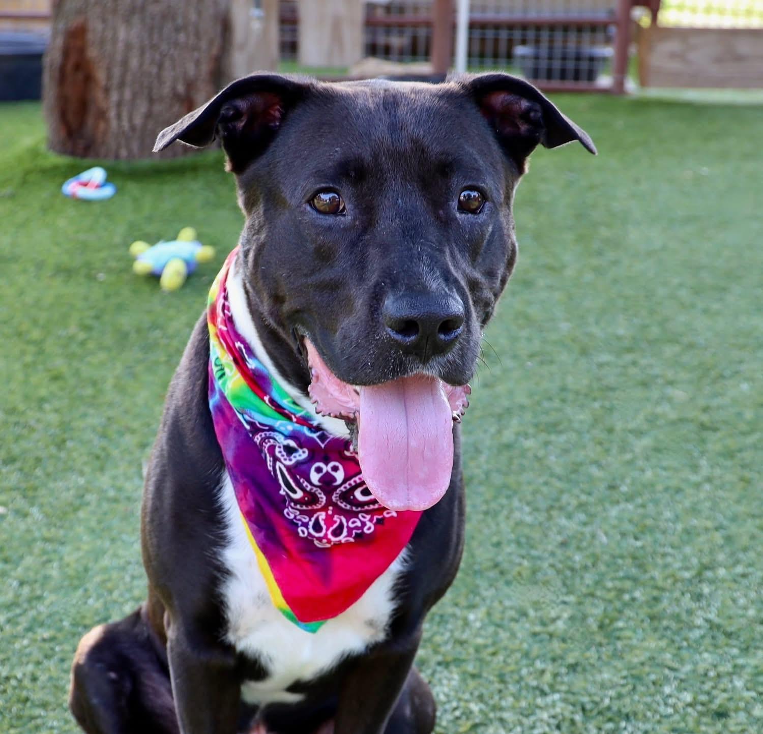 Nash, a ADOPTABLE mixed breed in Southlake, TX image 2/6