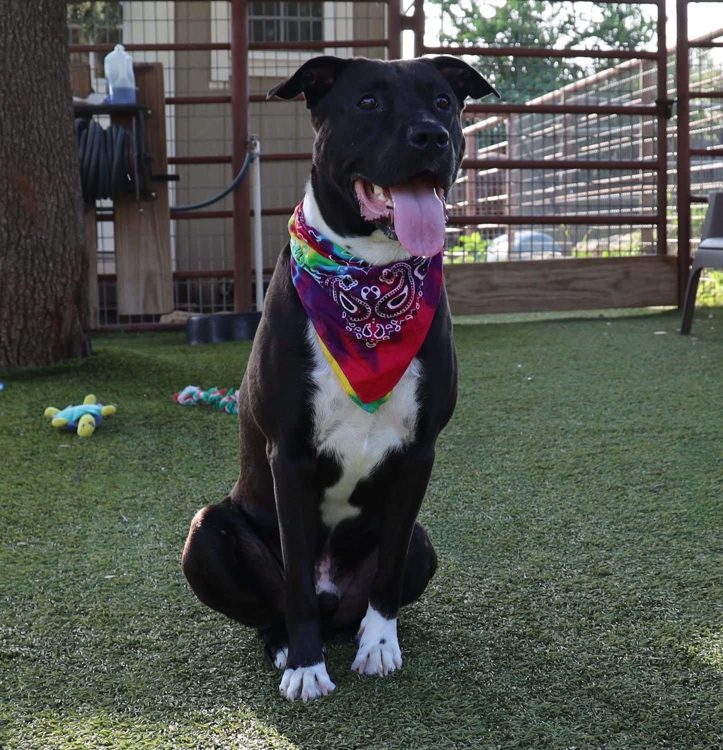 Nash, a ADOPTABLE mixed breed in Southlake, TX image 5/6