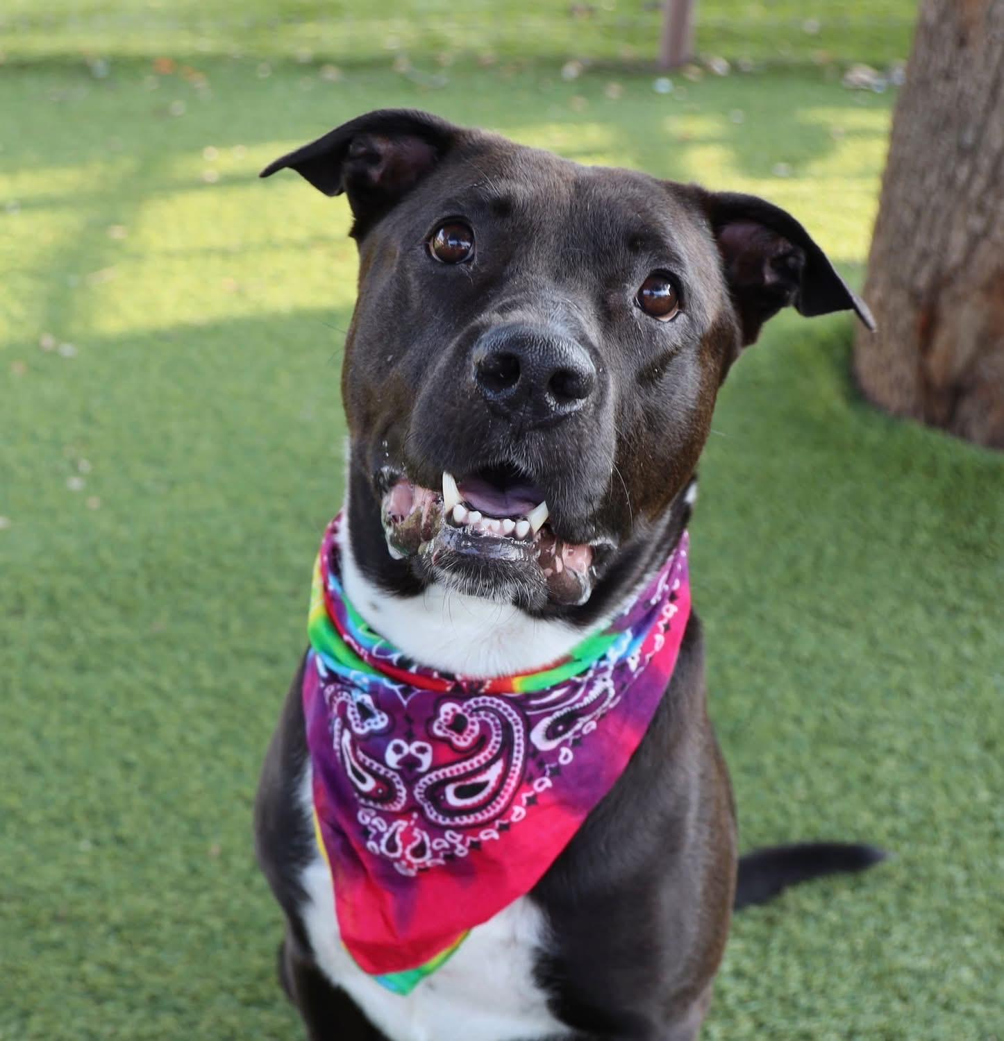 Nash, ADOPTABLE, Adult Male Labrador Retriever & Pit Bull Terrier.