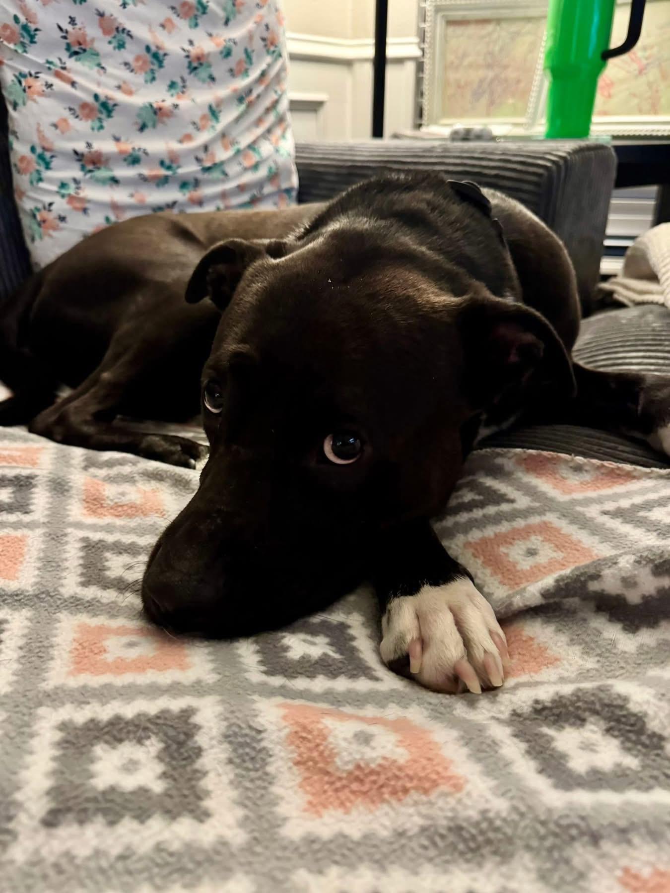 Nash, a ADOPTABLE mixed breed in Southlake, TX image 6/6
