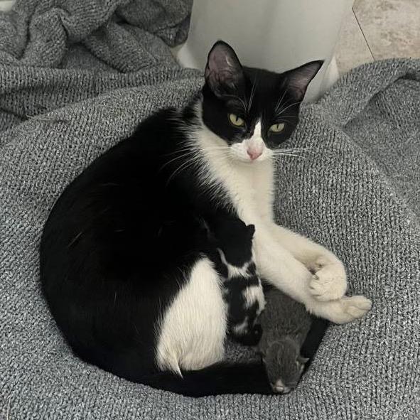 Enlarge Mama Hallow, a Adoptable Domestic Short Hair in Mount Juliet, TN image 2/2