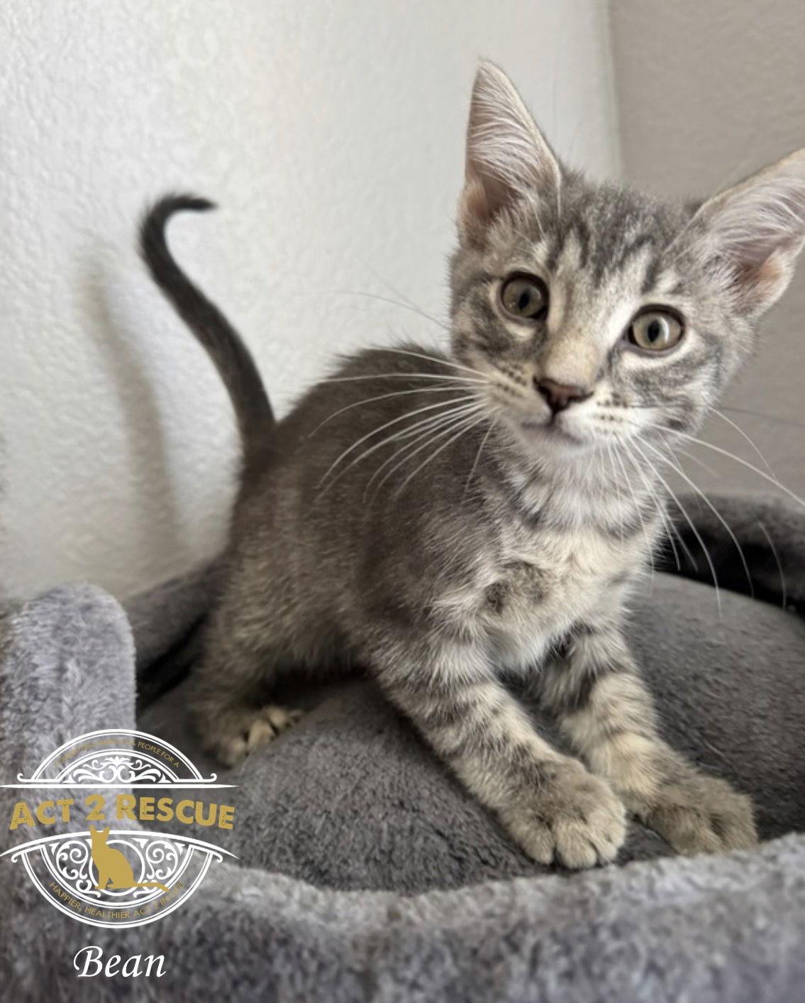 Bean — thumbnail 2