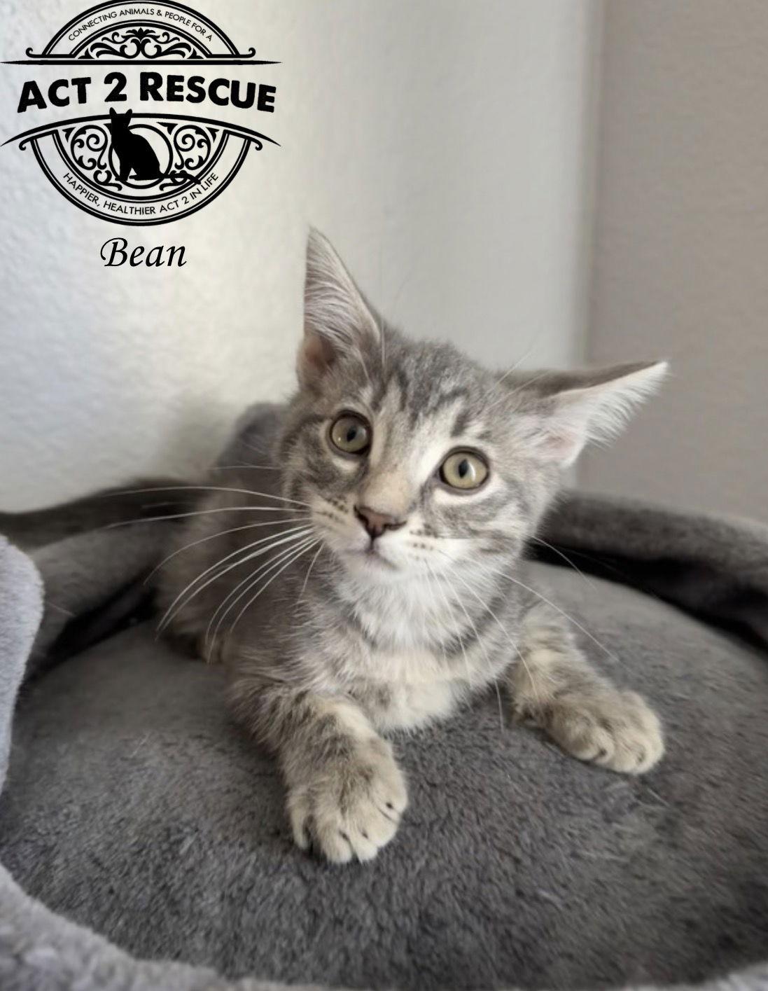 Bean — thumbnail 3