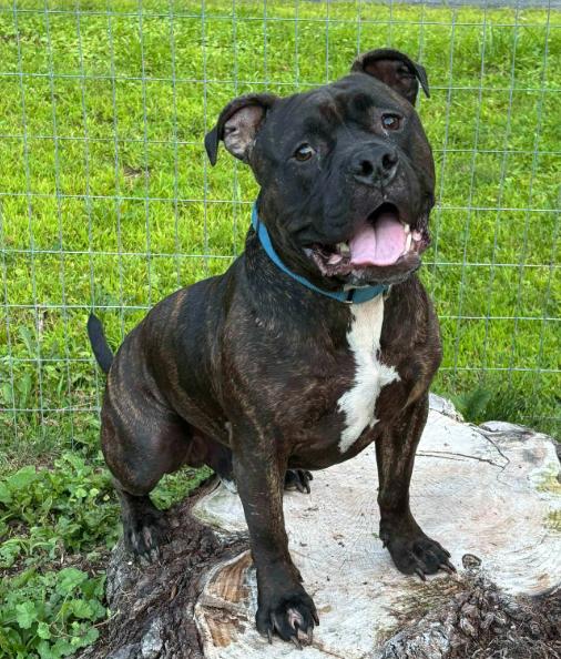 Enlarge Rip (3 Years Old), a Adoptable American Bully in Albany, NY image 1/3