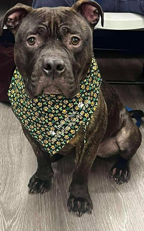 Enlarge Rip (3 Years Old), a Adoptable American Bully in Albany, NY image 2/3