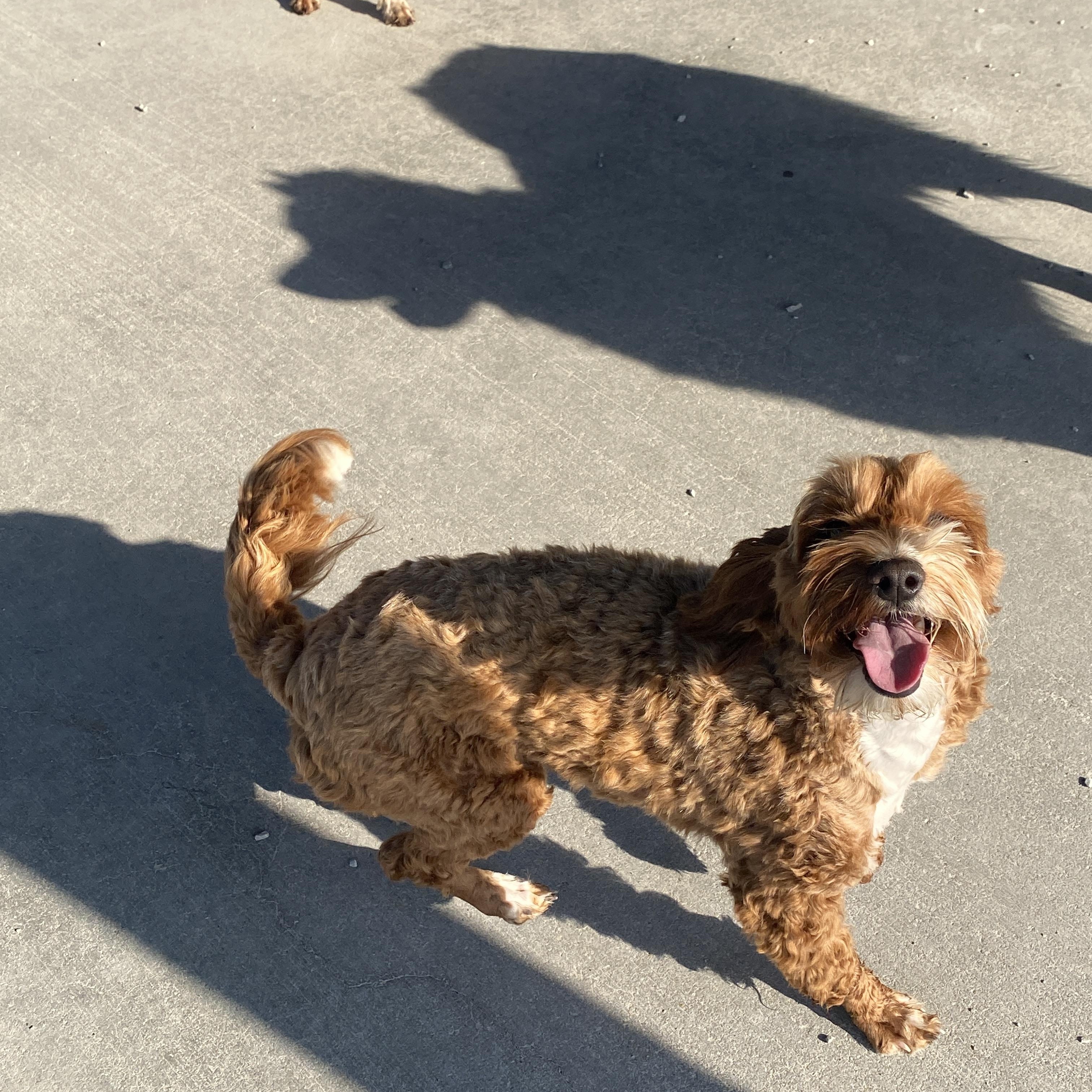 Enlarge Lainey, a Adopted mixed breed in Hartford, KY image 2/4