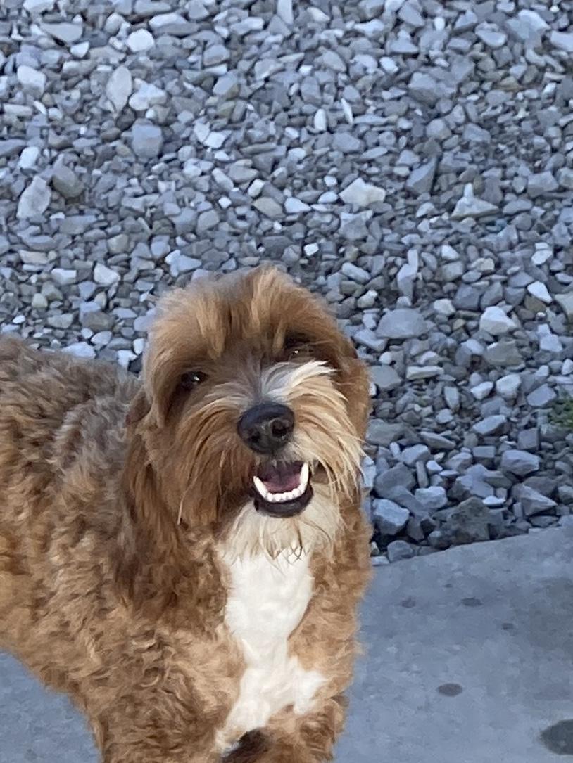 Lainey, Adopted, Young Female Goldendoodle & Miniature Poodle.