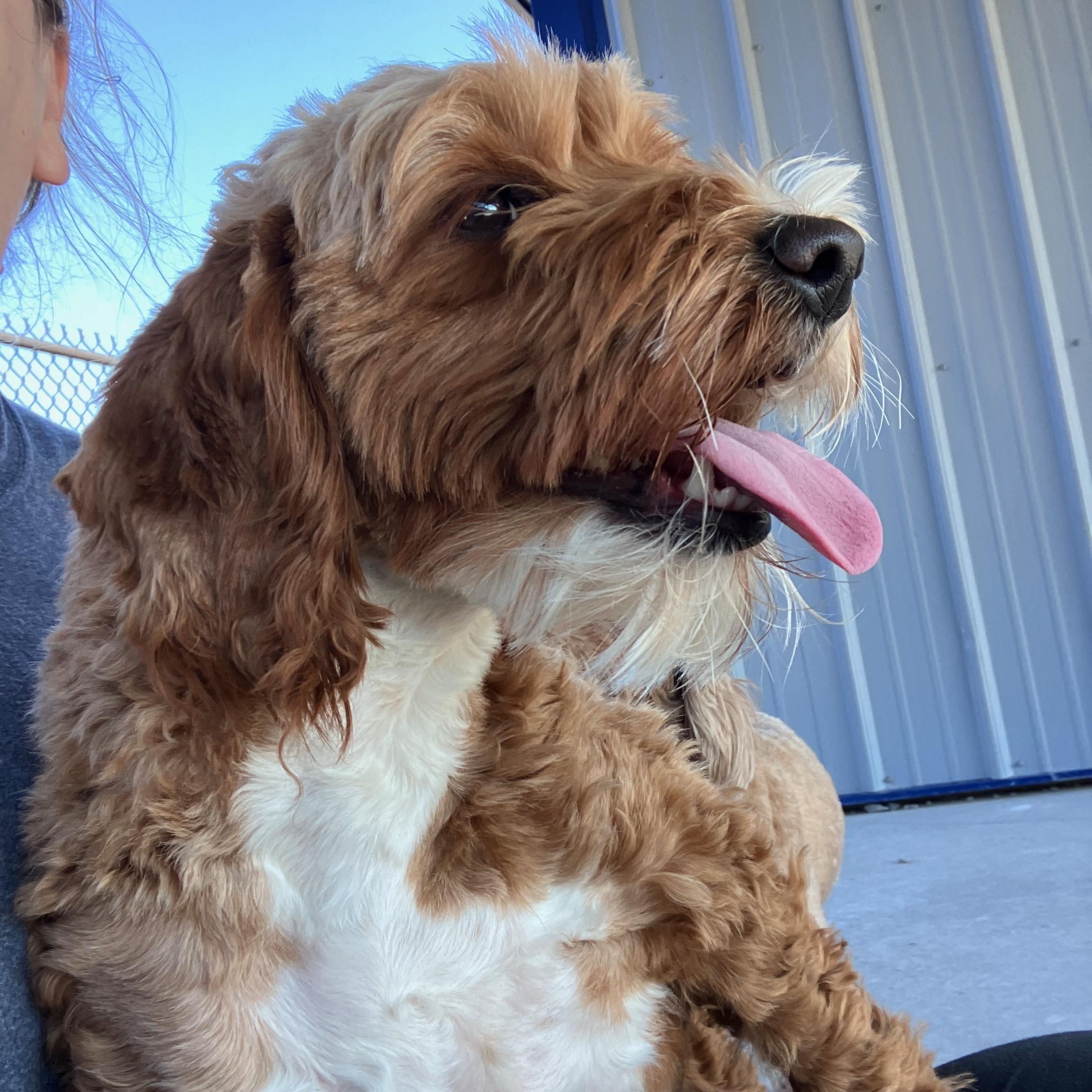 Enlarge Lainey, a Adopted mixed breed in Hartford, KY image 4/4