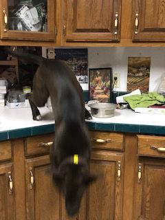 Enlarge Renata, a Adoptable Chocolate Labrador Retriever in Westminster, CO image 3/6