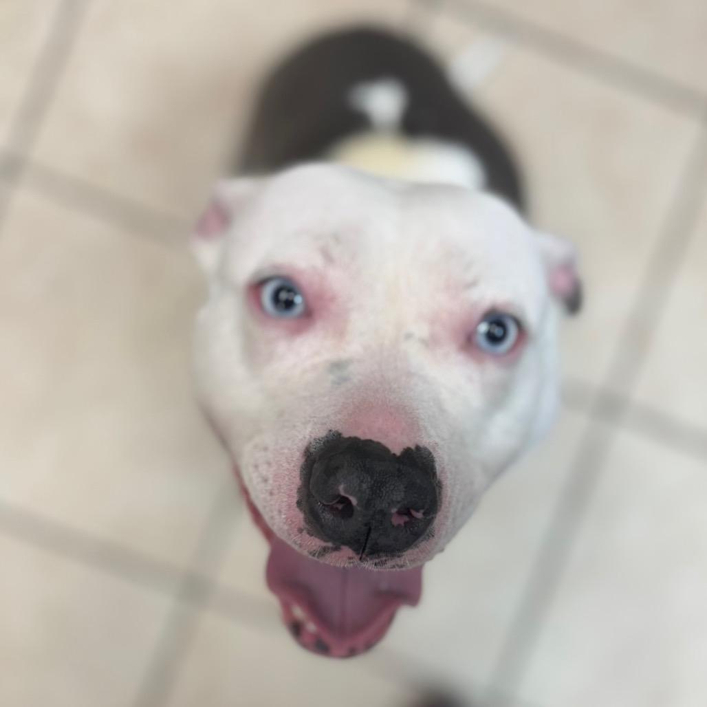 Bluebell — thumbnail 2