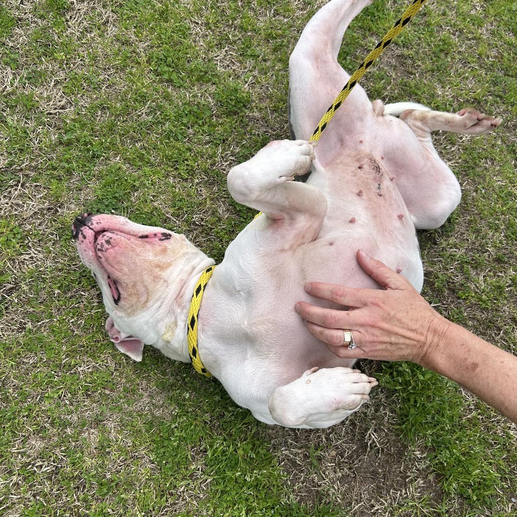 Bluebell — thumbnail 4