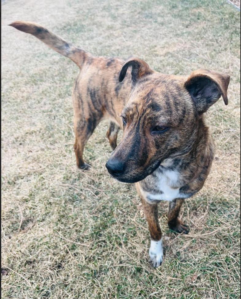 Enlarge Stella, a ADOPTABLE mixed breed in Denver, CO image 5/6