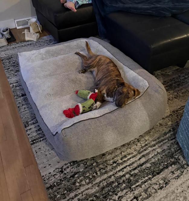 Enlarge Stella, a ADOPTABLE mixed breed in Denver, CO image 4/6