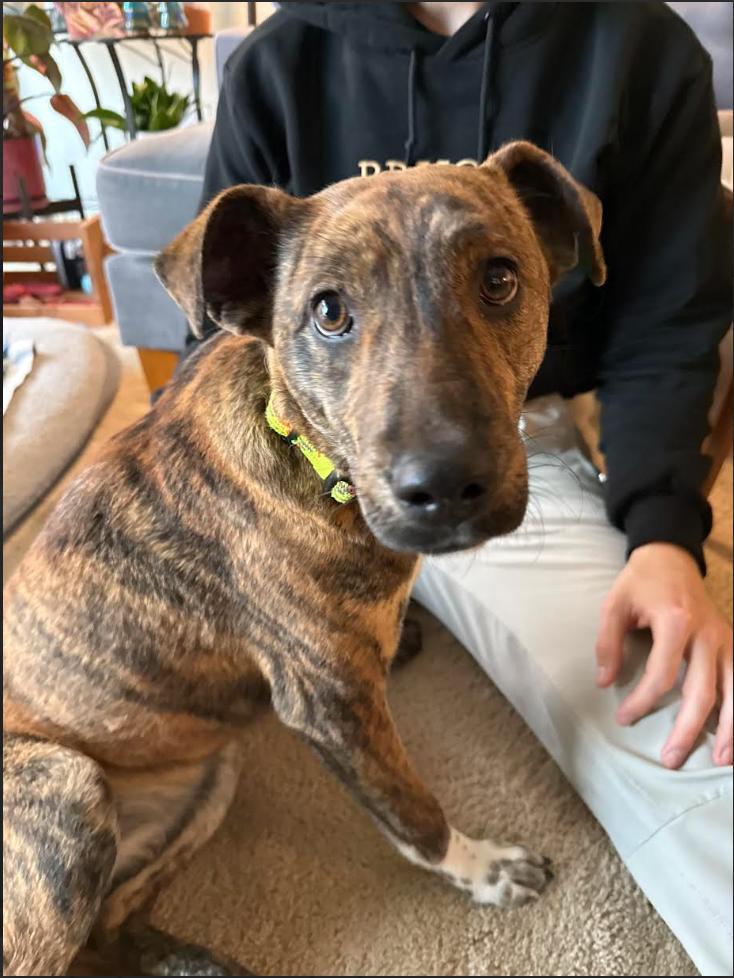 Enlarge Stella, a ADOPTABLE mixed breed in Denver, CO image 3/6