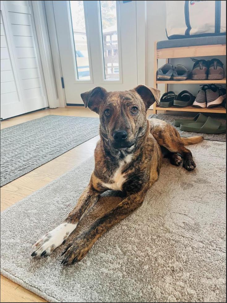 Enlarge Stella, a ADOPTABLE mixed breed in Denver, CO image 2/6