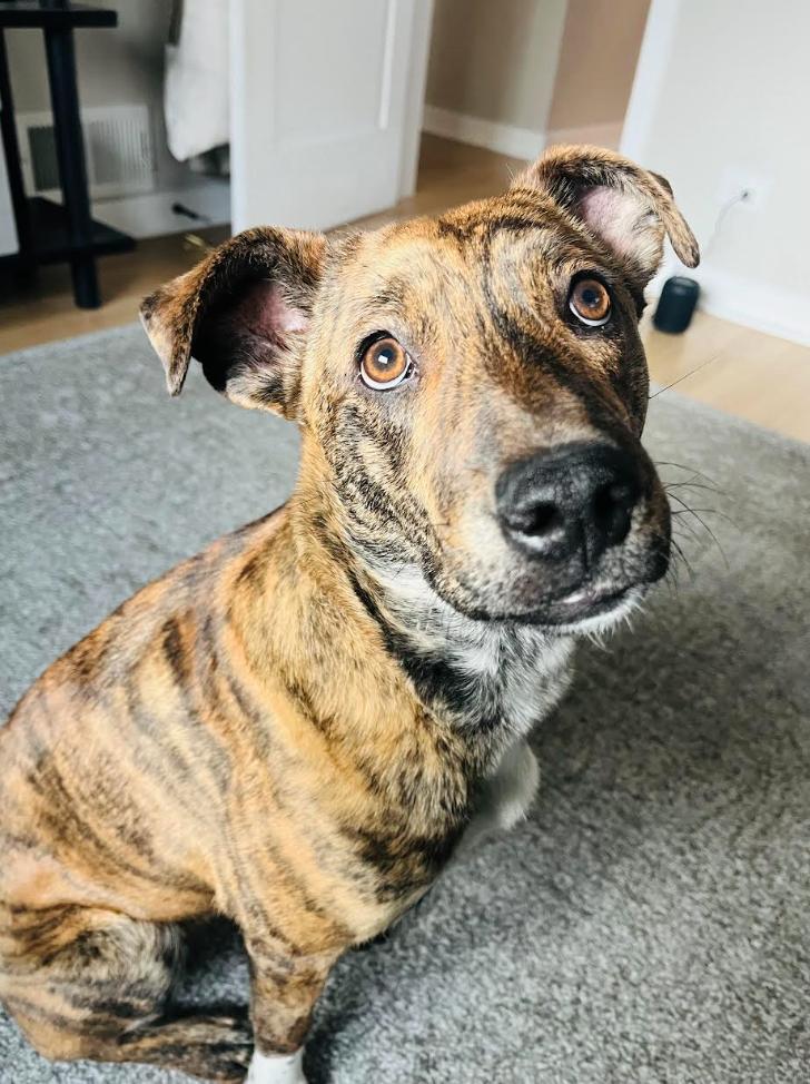 Enlarge Stella, a ADOPTABLE mixed breed in Denver, CO image 1/6