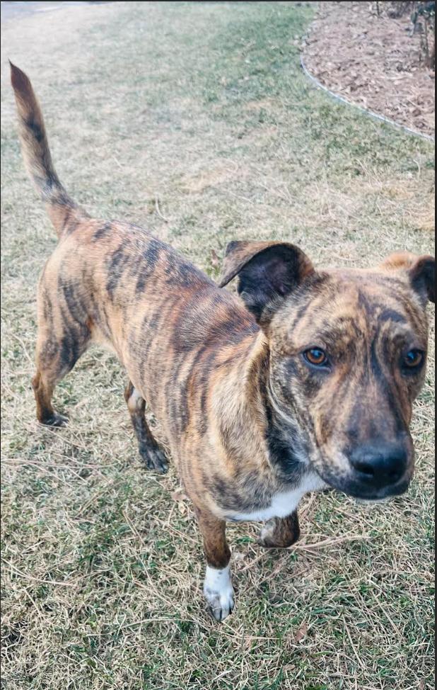 Enlarge Stella, a ADOPTABLE mixed breed in Denver, CO image 6/6