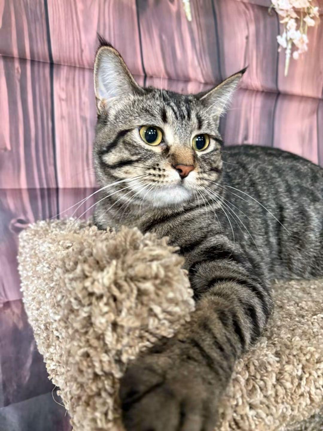 Clover, Adoptable, Adult Female Domestic Short Hair.
