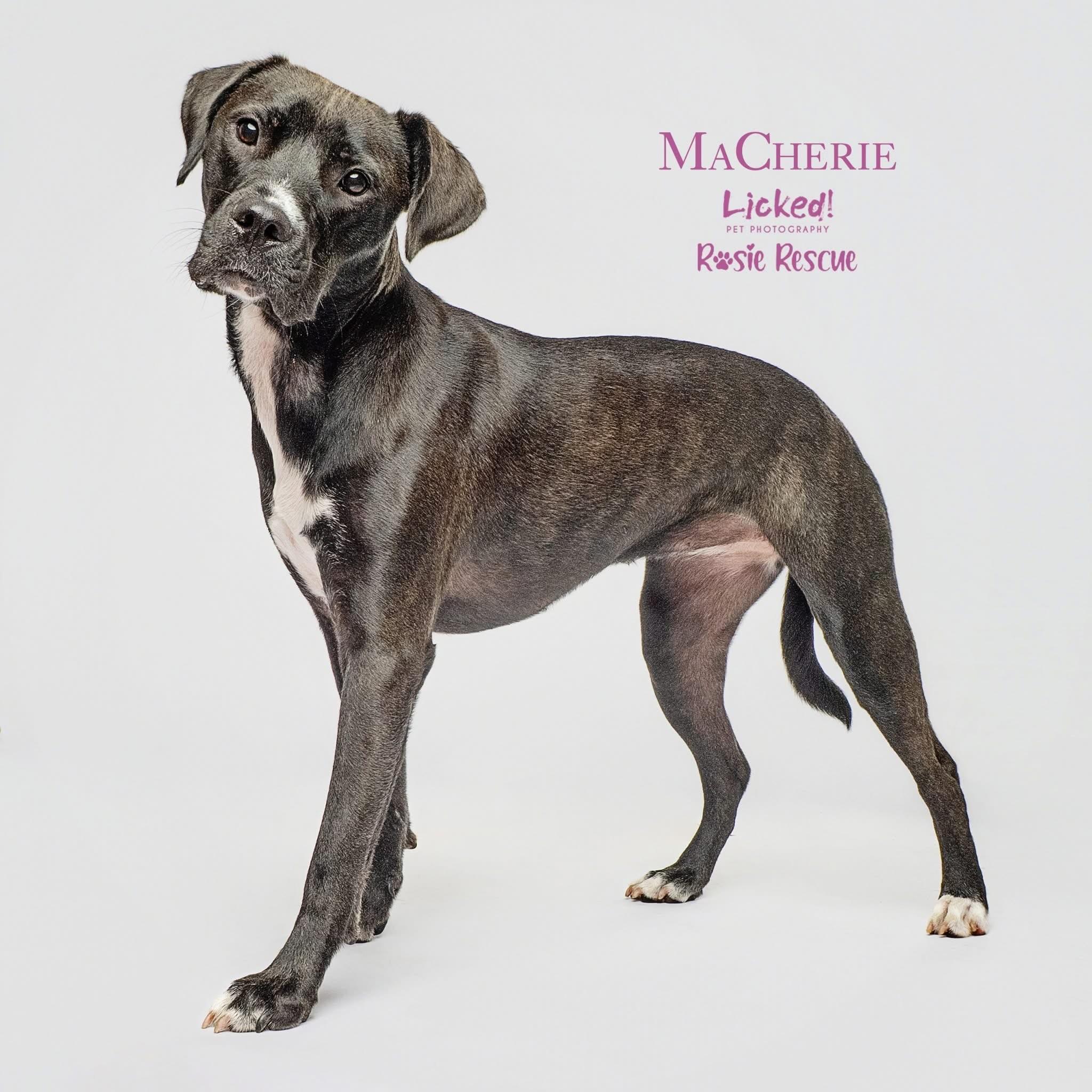 MaCherie, Adoptable, Young Female Boxer.