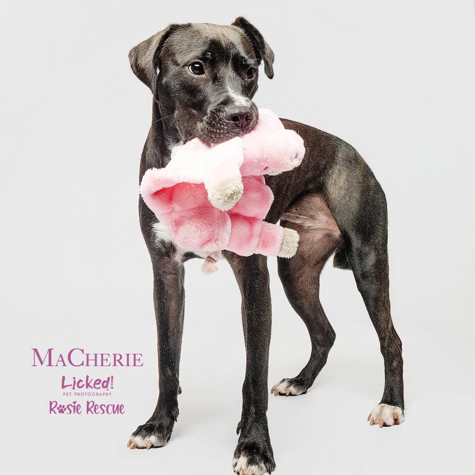 MaCherie, a Adoptable mixed breed in Mount Pleasant, SC image 3/6