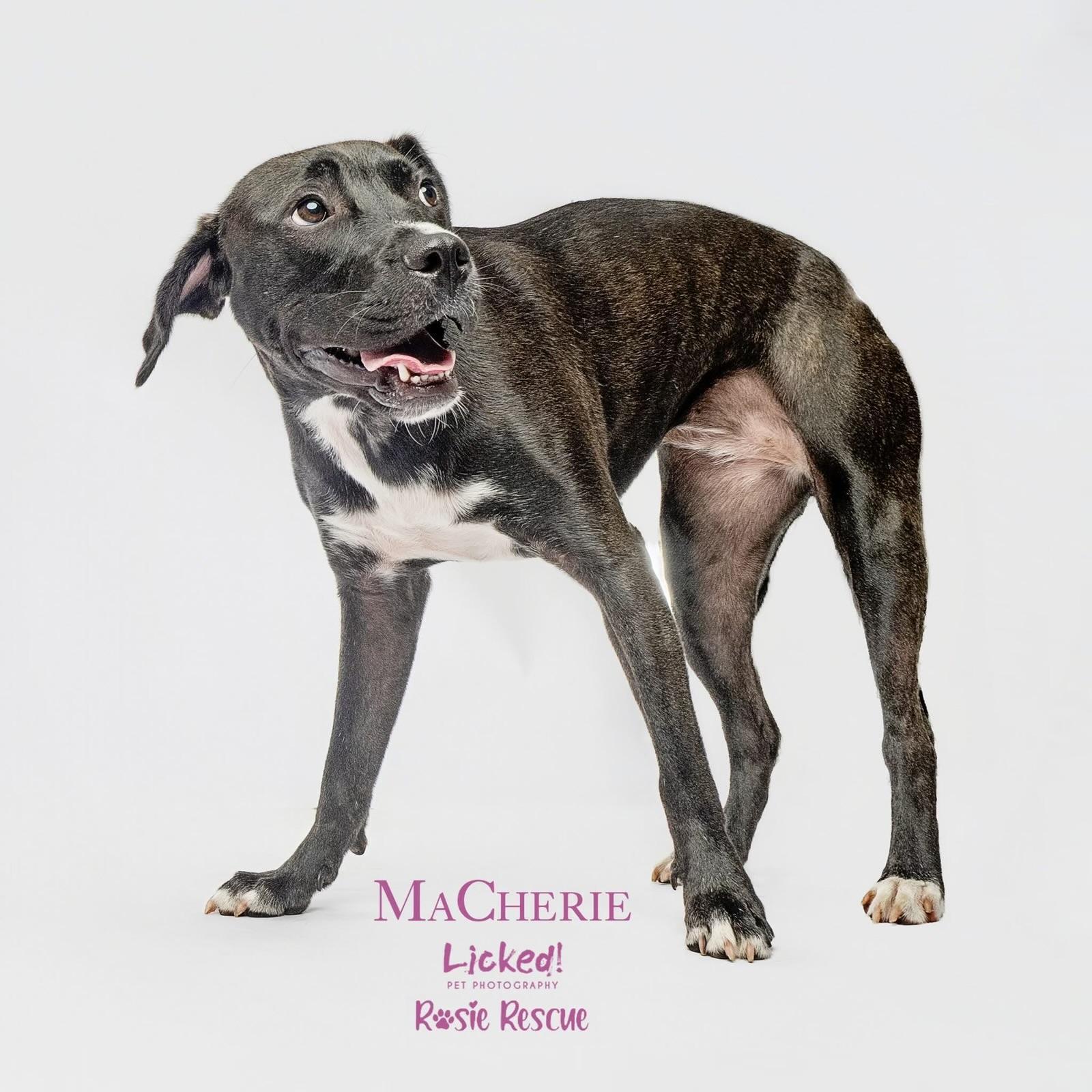 MaCherie, a Adoptable mixed breed in Mount Pleasant, SC image 5/6