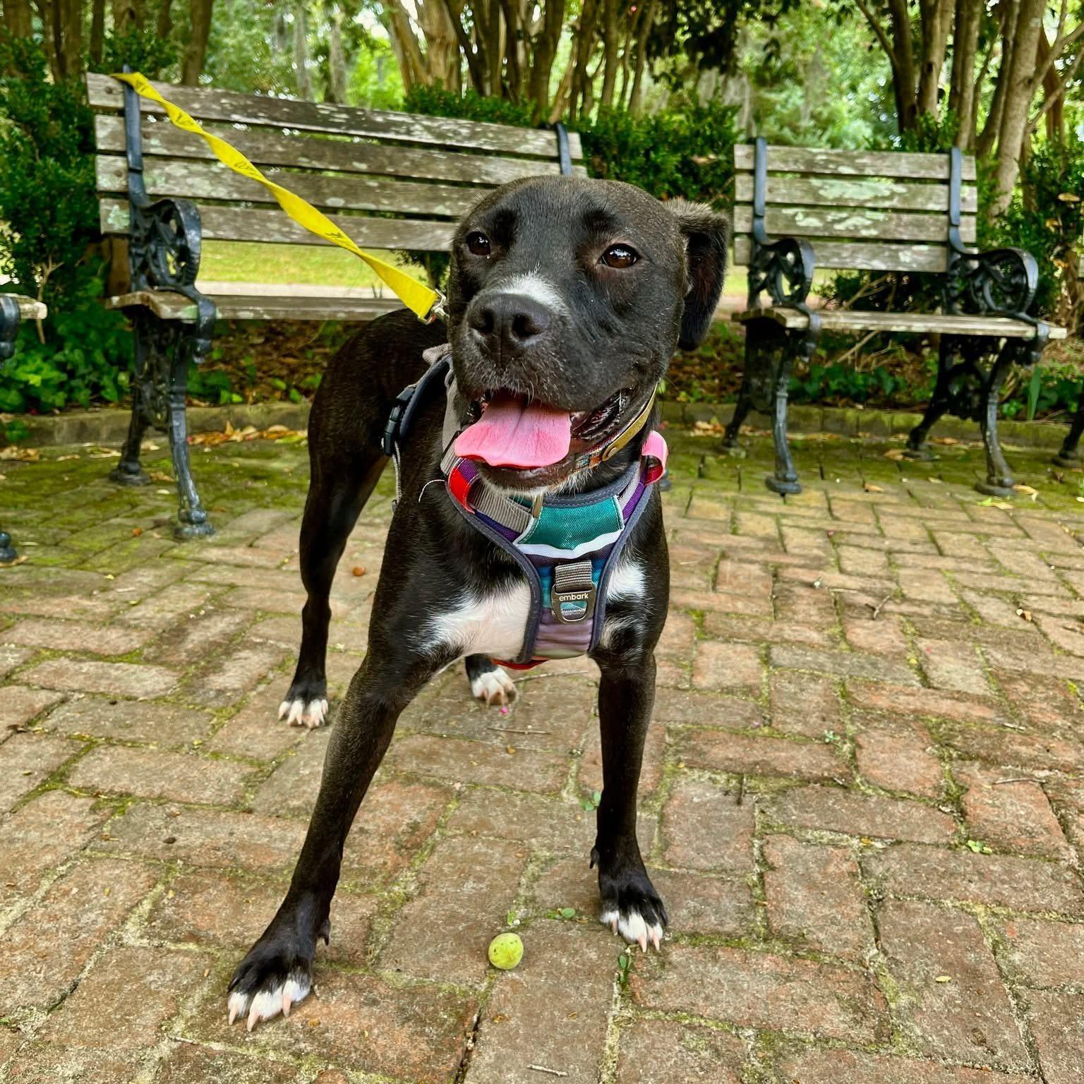 MaCherie, a Adoptable mixed breed in Mount Pleasant, SC image 6/6