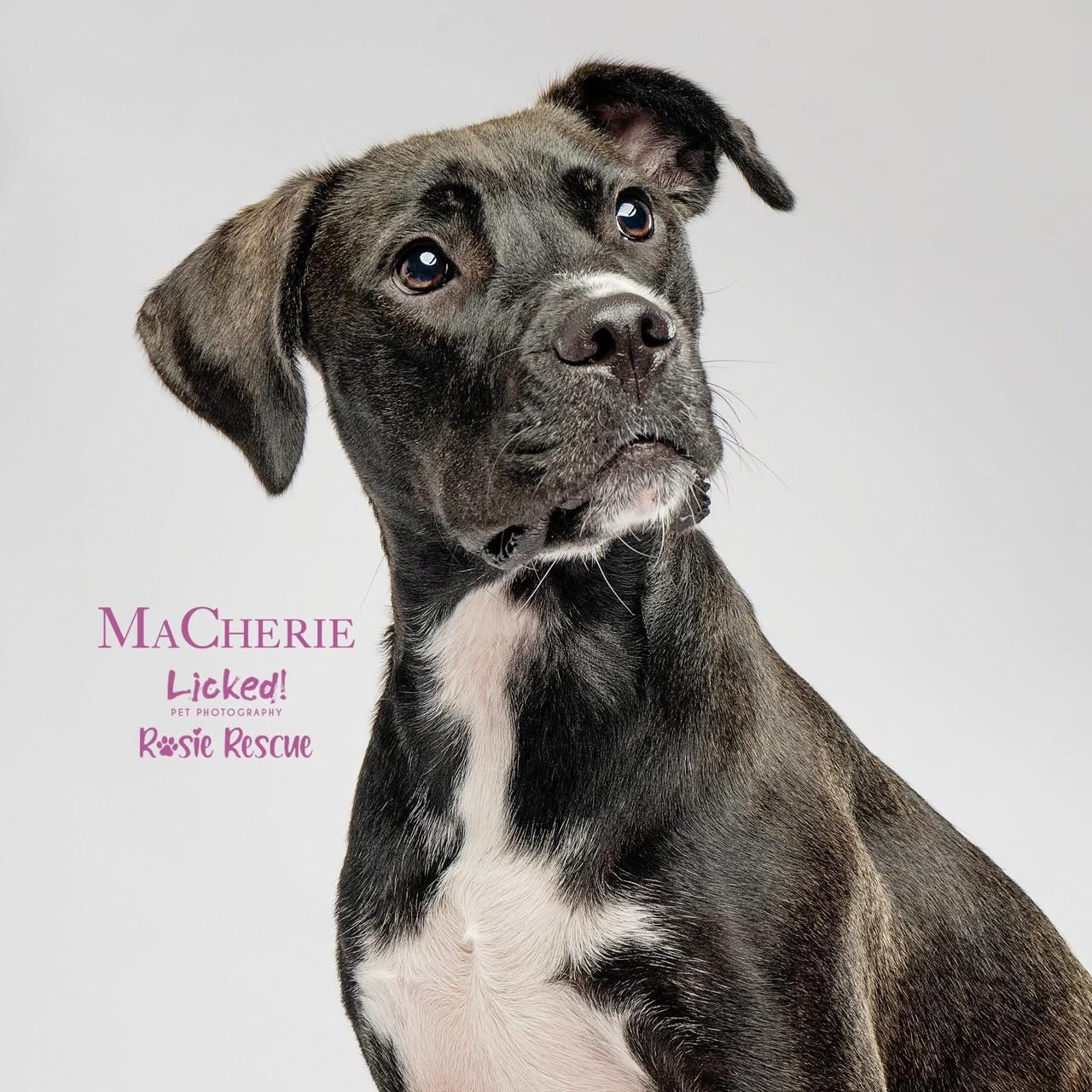 MaCherie, a Adoptable mixed breed in Mount Pleasant, SC image 4/6