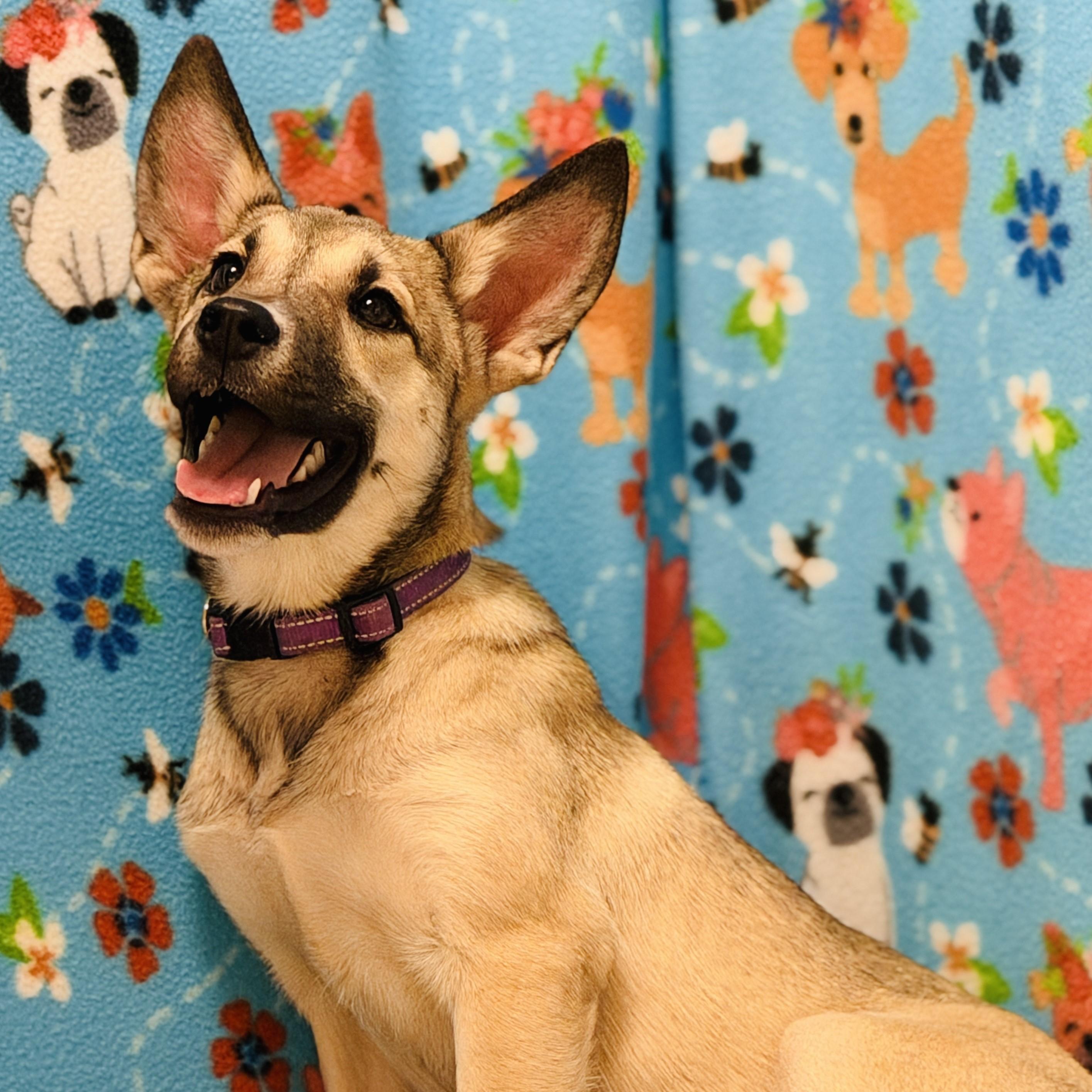 Stripes, an adoptable Shepherd in ALPINE, TX, 79830 | Photo Image 6